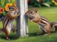 How to Get Rid of Chipmunks: Effective and Humane Methods