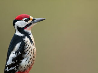 How to Get Rid of Woodpeckers: Effective and Humane Solutions